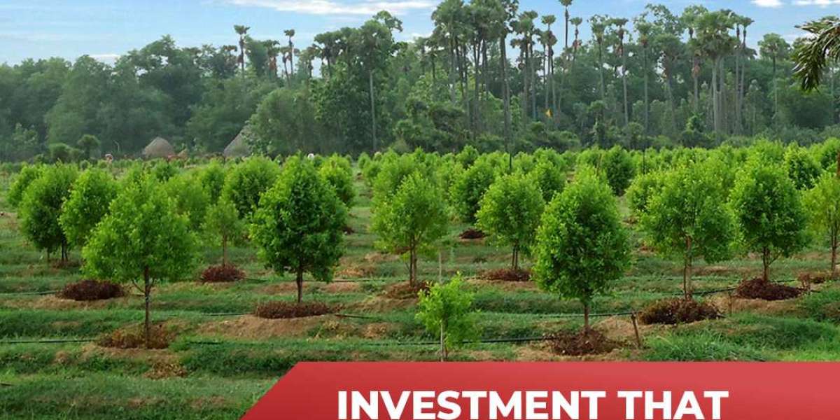 Buying Financial Secure For Your Future in Swargaseema Sandalwood Farms