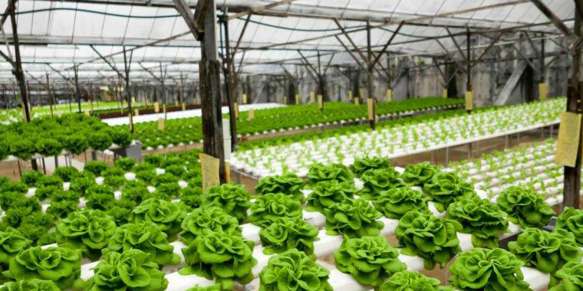 What are the Advantages of Hydroponic Greenhouse Farming?