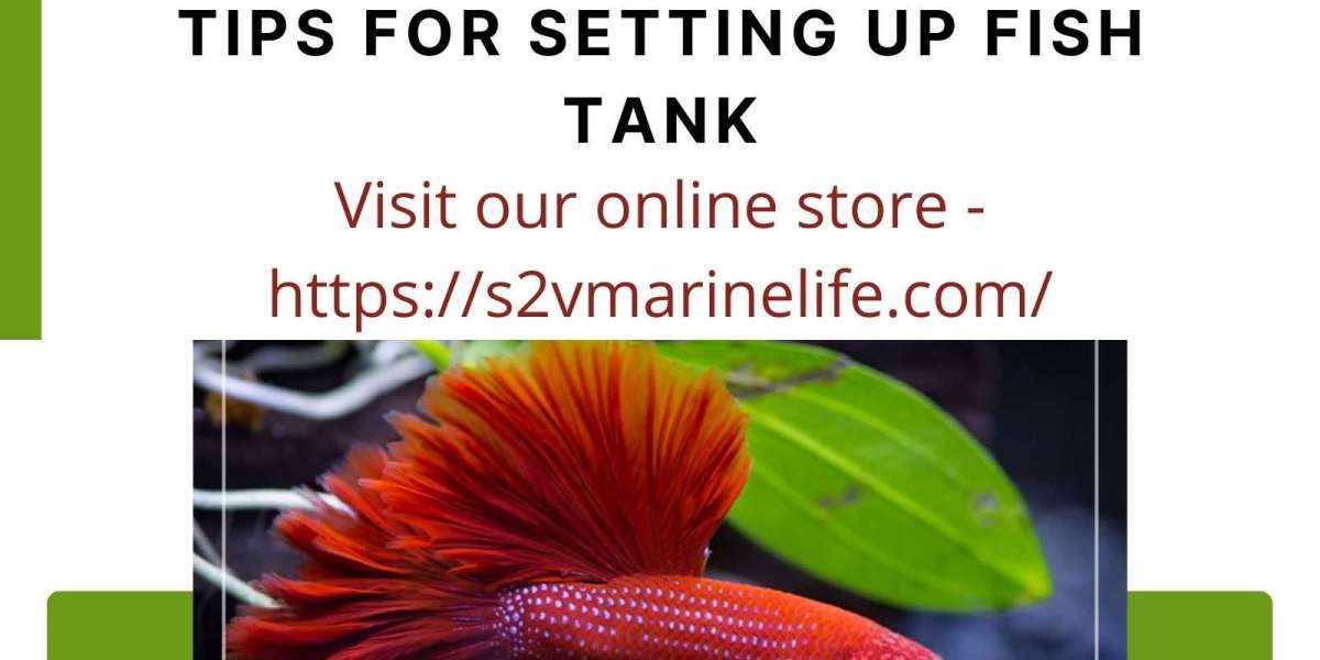 S2V Marine Life – Small Aquarium Filter – Top 5 Fresh Water Fish