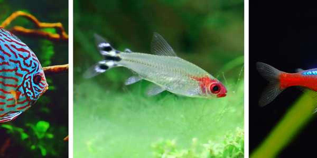 Aquarium Fish That Live Long | Best Internal Aquarium Filter For Good Health