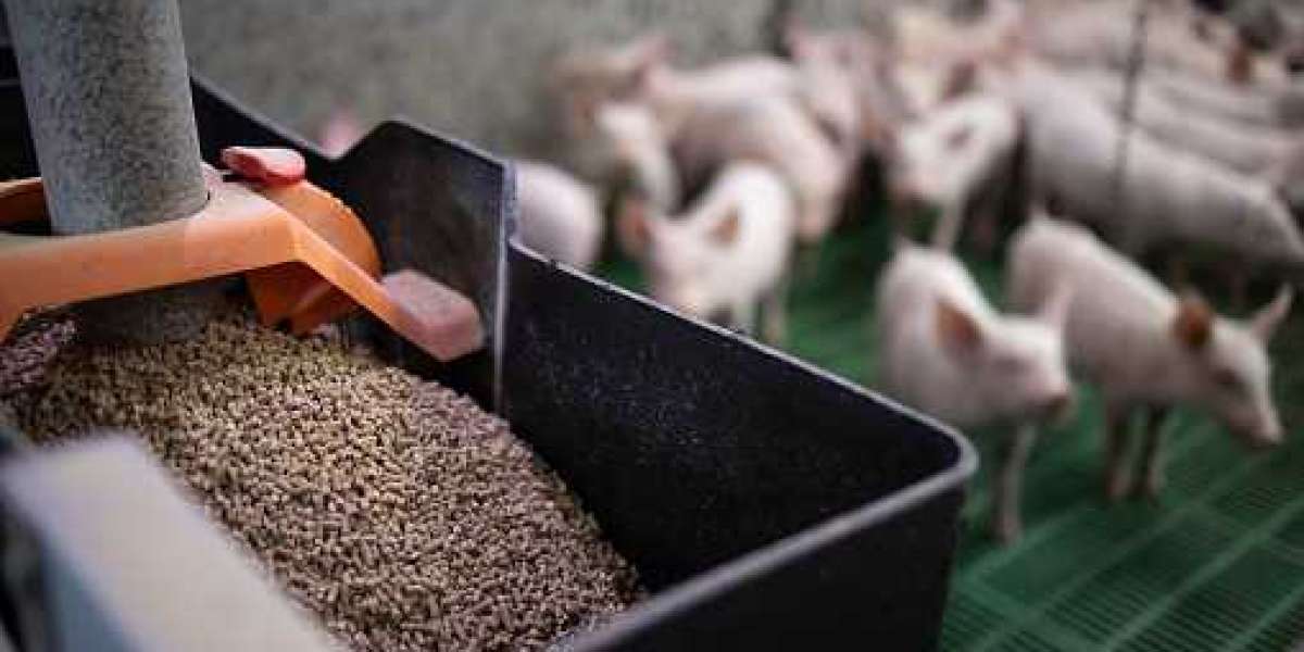 Feed Palatability Enhancers Industry Growth, By Distribution Channel, By Region and Analysis