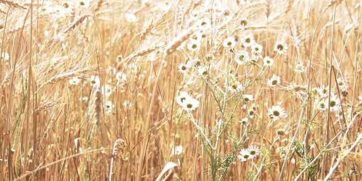 Key Forage Seeds Market Players, Positive Demand Outlook and Supportive Valuations