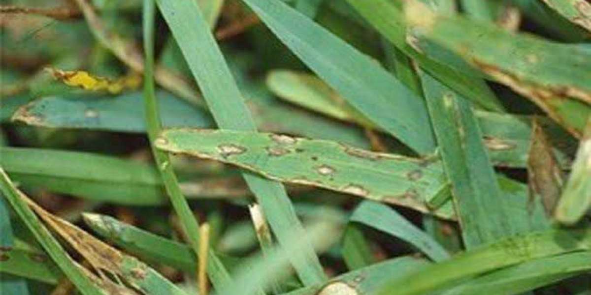 Lawn fungicides and disease
