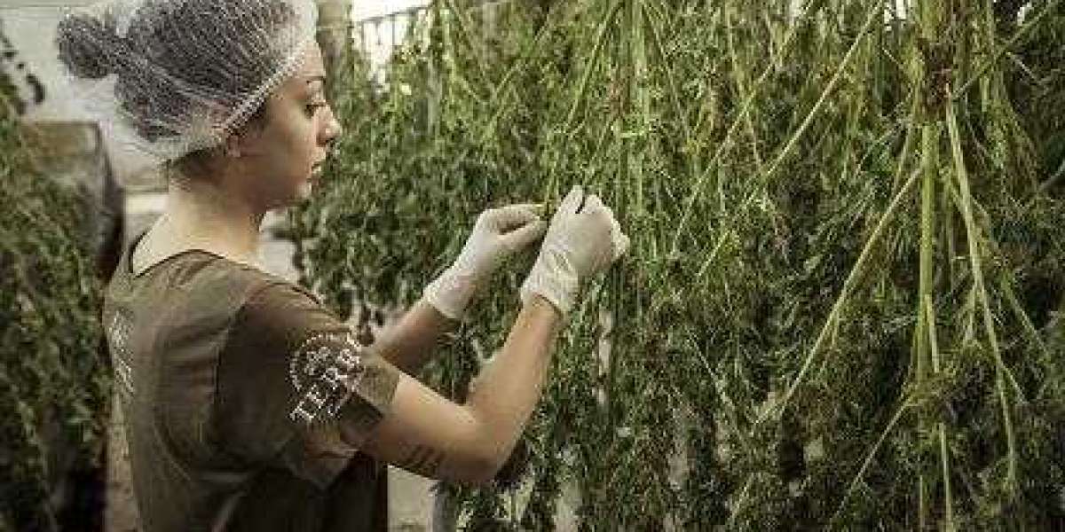 Das Wachstumspotenzial von Cannabis-ETFs in der Finanzwelt erkunden